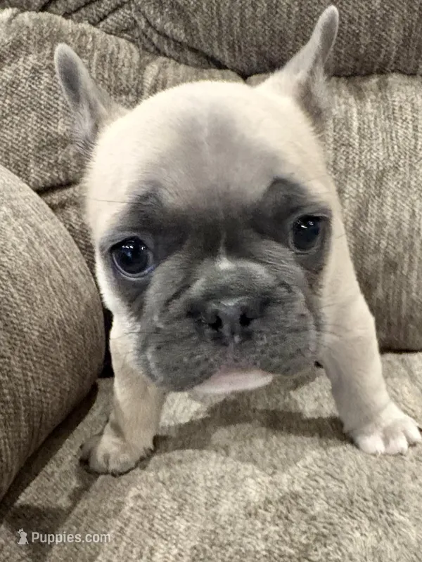 Roxy – French Bulldog puppy for sale in Amarillo, TX