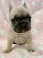 Roxy, a female French Bulldog for sale in Amarillo, TX – Photo 1 of 7