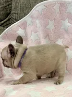 Roxy, a female French Bulldog for sale in Amarillo, TX – Photo 4 of 7