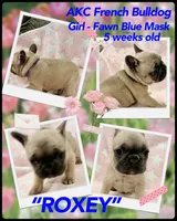 Roxy, a female French Bulldog for sale in Amarillo, TX – Photo 7 of 7