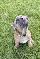 *SOLD* Rocket *SOLD*, a male French Bulldog for sale in Amarillo, TX – 2 of 7