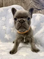 Ruckas, a male French Bulldog for sale in Amarillo, TX – Photo 4 of 8