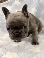 Ruckas, a male French Bulldog for sale in Amarillo, TX – Photo 7 of 8