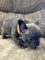 Ruckas, a male French Bulldog for sale in Amarillo, TX – Photo 5 of 8