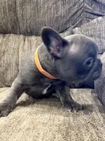 Ruckas, a male French Bulldog for sale in Amarillo, TX – Photo 3 of 8