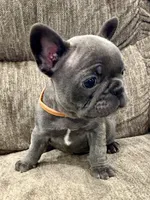 Ruckas, a male French Bulldog for sale in Amarillo, TX – Photo 2 of 8
