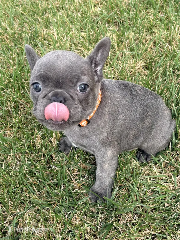 Cricket  – French Bulldog puppy for sale in Amarillo, TX