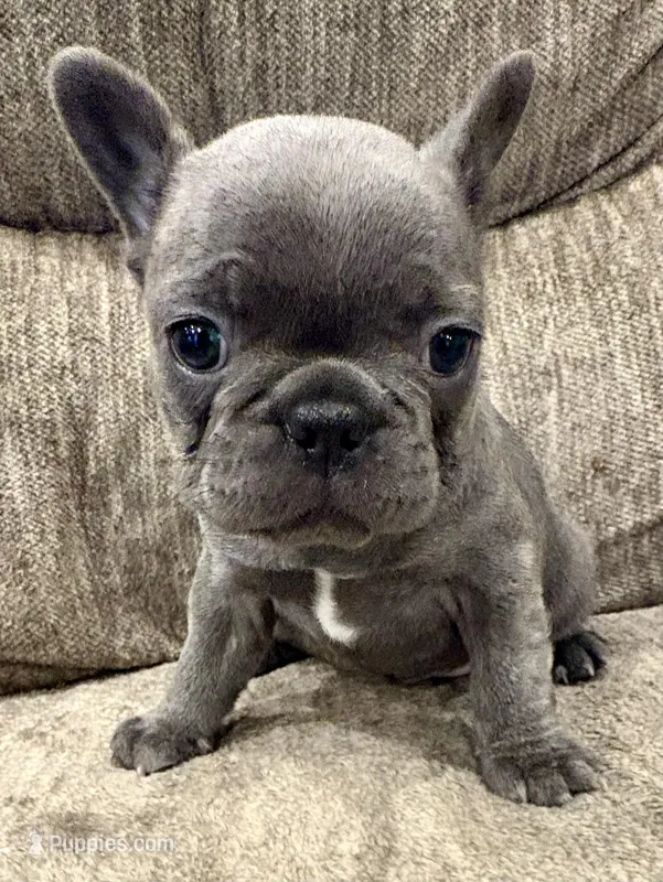 Ruckas – French Bulldog puppy for sale in Amarillo, TX