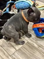 Ruckas, a male French Bulldog for sale in Amarillo, TX – Photo 8 of 8