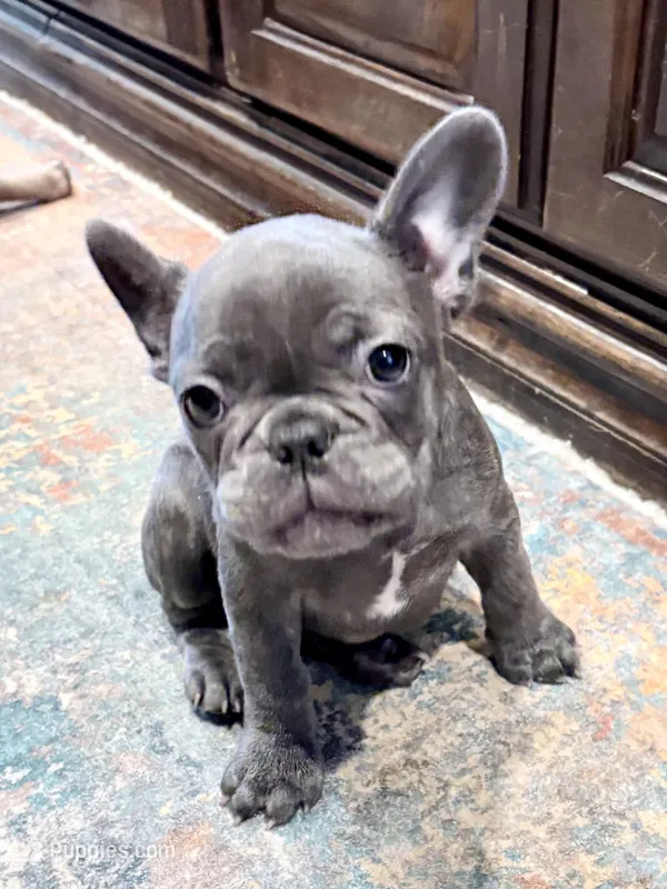 Cricket  – French Bulldog puppy for sale in Amarillo, TX