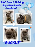 Ruckas, a male French Bulldog for sale in Amarillo, TX – Photo 6 of 8