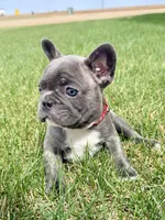 SOLD “Rooster” SOLD, a male French Bulldog for sale in Amarillo, TX – Photo 2 of 9