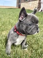 SOLD “Rooster” SOLD, a male French Bulldog for sale in Amarillo, TX – Photo 5 of 9