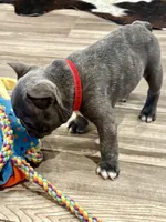 Rugar, a male French Bulldog for sale in Amarillo, TX – Photo 4 of 7