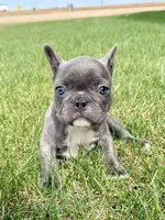 SOLD “Rooster” SOLD, a male French Bulldog for sale in Amarillo, TX – Photo 8 of 9