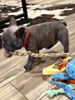 Rugar, a male French Bulldog for sale in Amarillo, TX – Photo 2 of 7