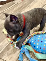 Rugar, a male French Bulldog for sale in Amarillo, TX – Photo 5 of 7