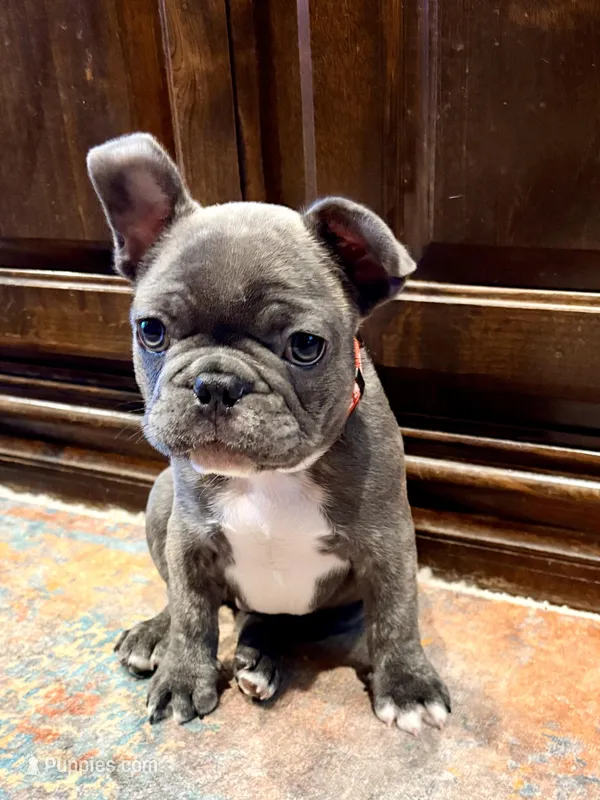 SOLD “Rooster” SOLD – French Bulldog puppy for sale in Amarillo, TX