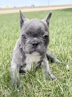 SOLD “Rooster” SOLD, a male French Bulldog for sale in Amarillo, TX – Photo 4 of 9