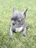 SOLD “Rooster” SOLD, a male French Bulldog for sale in Amarillo, TX – Photo 9 of 9