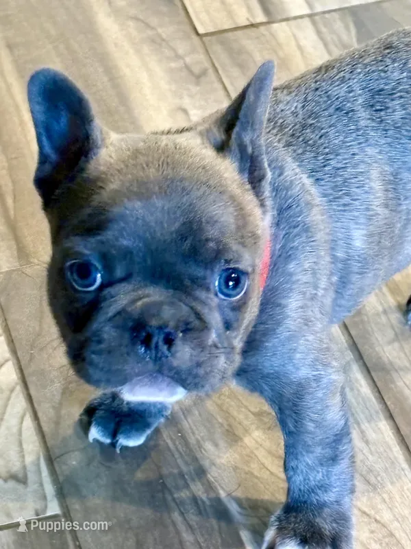 Rugar – French Bulldog puppy for sale in Amarillo, TX