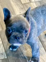 Rugar, a male French Bulldog for sale in Amarillo, TX – Photo 1 of 7