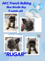 Rugar, a male French Bulldog for sale in Amarillo, TX – Photo 7 of 7