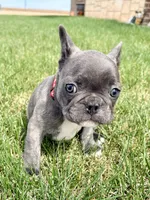 SOLD “Rooster” SOLD, a male French Bulldog for sale in Amarillo, TX – Photo 3 of 9