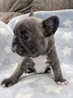 Rugar, a male French Bulldog for sale in Amarillo, TX – Photo 3 of 7