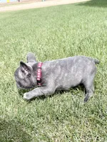 SOLD “Rooster” SOLD, a male French Bulldog for sale in Amarillo, TX – Photo 7 of 9