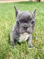 SOLD “Rooster” SOLD, a male French Bulldog for sale in Amarillo, TX – Photo 6 of 9
