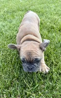 *SOLD* Rocket *SOLD*, a male French Bulldog for sale in Amarillo, TX – 6 of 7
