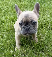 Koda, a female French Bulldog for sale in Amarillo, TX – 2 of 7