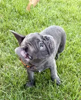 Cricket , a male French Bulldog for sale in Amarillo, TX – 5 of 8