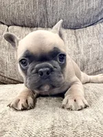 Rocket, a male French Bulldog for sale in Amarillo, TX – Photo 2 of 7