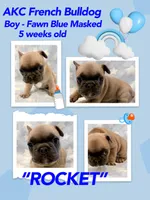 Rocket, a male French Bulldog for sale in Amarillo, TX – Photo 4 of 7