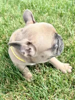 Rocket , a male French Bulldog for sale in Amarillo, TX – 7 of 9