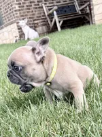 Rocket , a male French Bulldog for sale in Amarillo, TX – 3 of 9