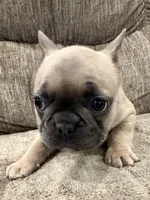 Rocket, a male French Bulldog for sale in Amarillo, TX – Photo 6 of 7