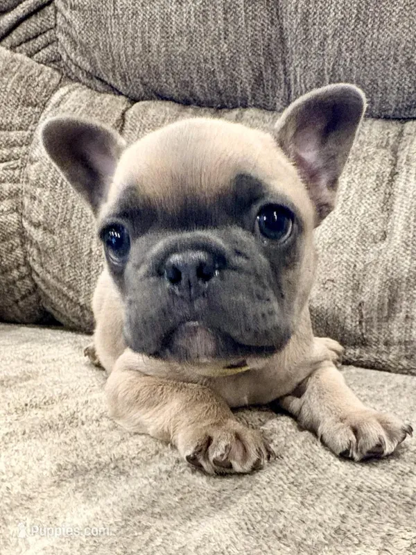 Rocket – French Bulldog puppy for sale in Amarillo, TX