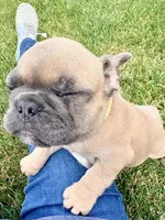 Rocket , a male French Bulldog for sale in Amarillo, TX – 8 of 9