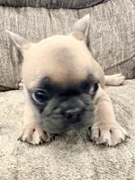 Rocket, a male French Bulldog for sale in Amarillo, TX – Photo 5 of 7