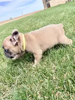Rocket , a male French Bulldog for sale in Amarillo, TX – 5 of 9