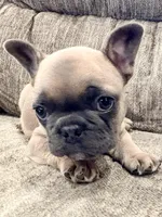 Rocket, a male French Bulldog for sale in Amarillo, TX – Photo 7 of 7