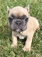 Rocket , a male French Bulldog for sale in Amarillo, TX – 2 of 9