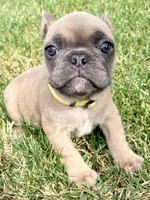 Rocket , a male French Bulldog for sale in Amarillo, TX – 4 of 9