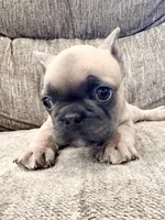 Rocket, a male French Bulldog for sale in Amarillo, TX – Photo 3 of 7