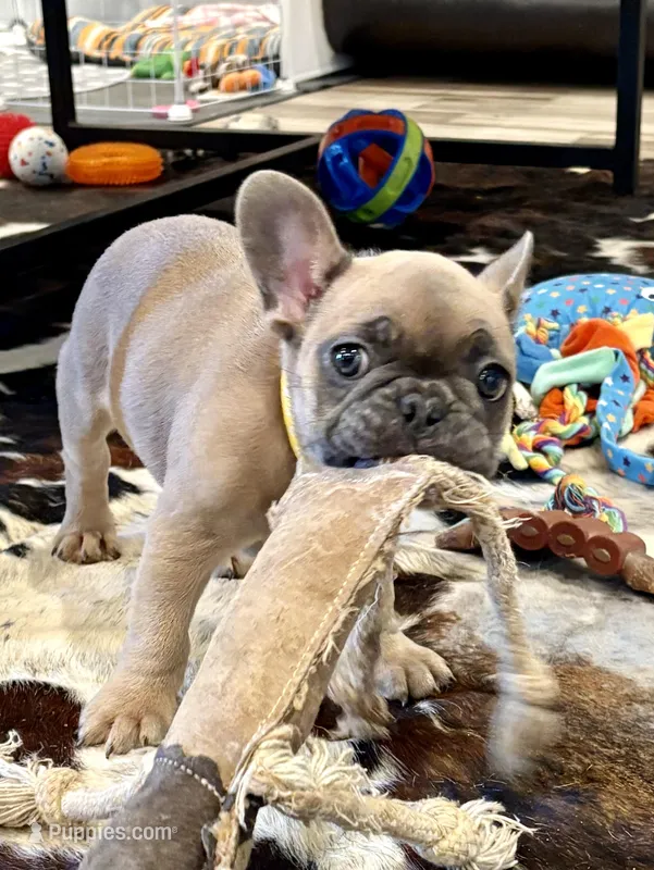 Rocket  – French Bulldog puppy for sale in Amarillo, TX
