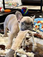 Rocket , a male French Bulldog for sale in Amarillo, TX – 1 of 9