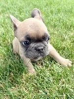Rocket , a male French Bulldog for sale in Amarillo, TX – 6 of 9